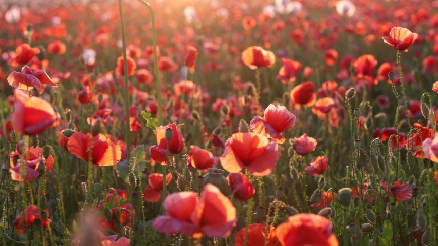 Walk in the poppy field. Camera moves between the flowers of red and white poppies.