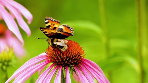 A beautiful butterfly Vanessa cardui together with a bee sit on the echinacea flower. Pollination of a flower close-up.