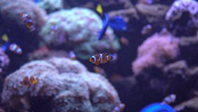 Coral reef, tropical fish. Warm ocean and clear water. Underwater sea fishes. 4K video footage.