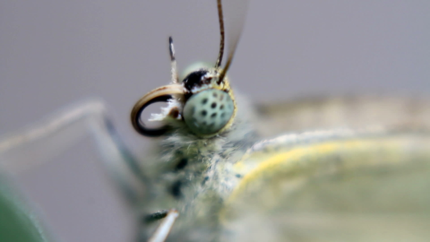 Close up of the head of a cabbage white or cabbage butterfly. 
Pieris rapae is a small- to medium-sized butterfly species of the whites-and-yellows family Pieridae