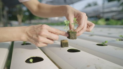 Gardeners hands working on showing a small plant water seedling sponge in running water pipe, hydroponic outdoor growing, biotechnology for vegetable food growing production and wastewater treatment