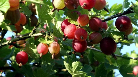 ripening gooseberry berries on a bush. dolly video