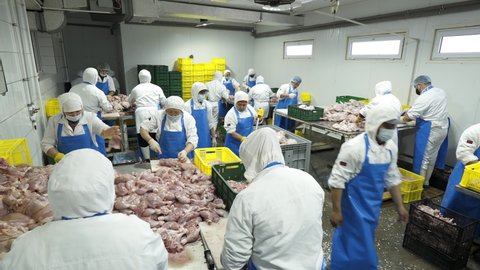 Processing of broiler chicken meat. The workers of the meat processing plant pack the cut meat of broiler chicken. Shymkent, Kazakhstan - August 1 2021