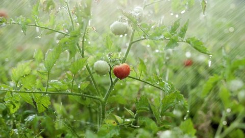 Closeup of branch of tomato plant with red and green tomatoes with droplets after watering in summer garden