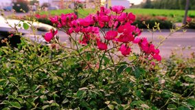 blurred video, beautiful pink roses in the foreground in front of a highway, cars are passing along the street, bright sunlight, concept of traffic in the city
