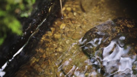 Close up shot of Japanese Giant Salamander hiding under rock in River, Tottori