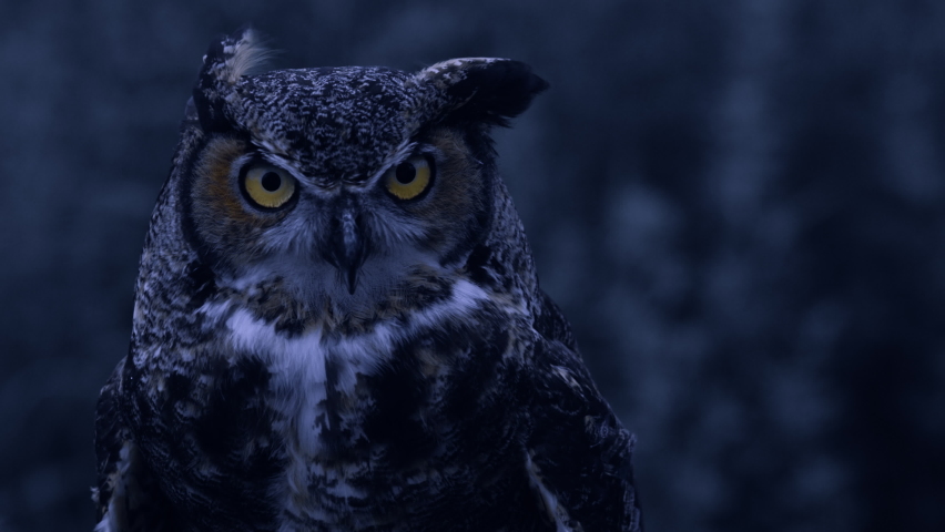 Great horned owl in the wind slow motion night time | Shutterstock HD Video #1076827913