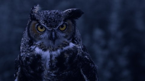 Great horned owl in the wind slow motion night time