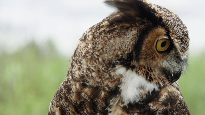 Great horned owl taking flight in slow motion