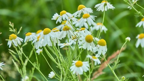 Leucanthemum vulgare, commonly known as ox-eye daisy, oxeye daisy, dog daisy, common marguerite and other common names, is widespread flowering plant native to Europe and temperate regions of Asia.