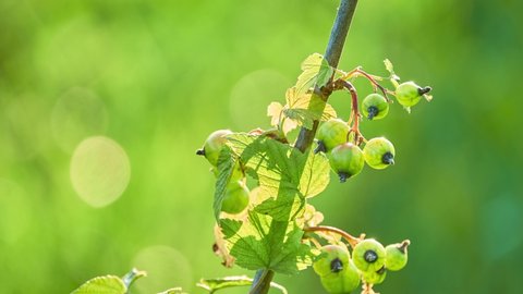 Unripe blackcurrant fruit. The blackcurrant (Ribes nigrum), also known as black currant or cassis, is a deciduous shrub in the family Grossulariaceae grown for its edible berries.