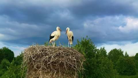 Wild birds. White stork (Ciconia ciconia). Family of birds in the nest outdoors.
Animals in the wild. Animals eat prey in the nest.