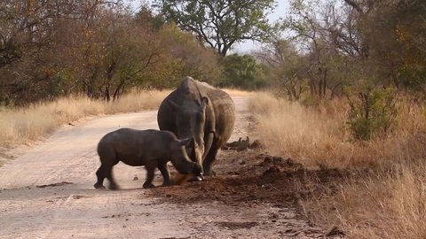 Southern white rhinoceros mother and baby in Kruger National park, South Africa ; Specie Ceratotherium simum simum family of Rhinocerotidae