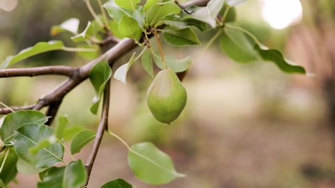 Environmentally friendly pear. Green pear on the tree. Beautiful organic pears with leaves on the branch, pear orchard