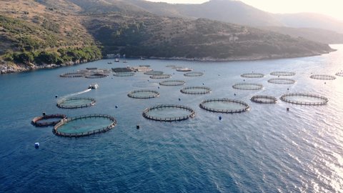 Fish farm in sea bay, aerial view. Drone flies around underwater cages. Corfu, Greece.