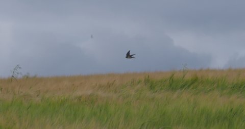 Summer swallow bird flying low over wheat field slow motion acrobatic flying
