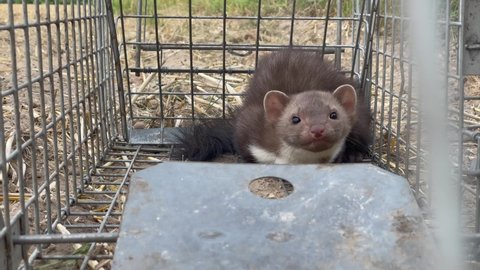 a young stone marten (Martes foina) is caught in a metal live trap - wildlife 