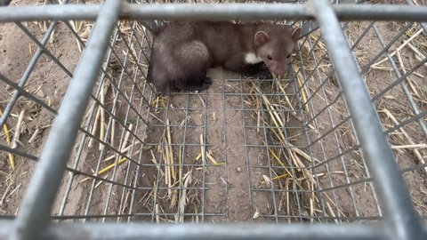 a young stone marten (Martes foina) is caught in a metal live trap - wildlife 