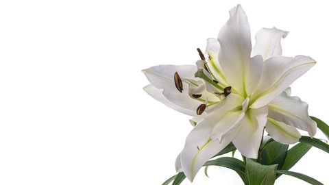 Beautiful white lily flower on white background. Wedding, Valentines Day, Mothers Day concept. Holiday, love, birthday design backdrop with place for text or image. Congratulation banner