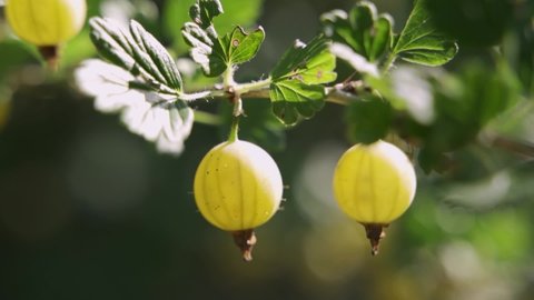 Ripe green gooseberries on a bush branch. It sways in the wind and is illuminated by the warm summer sun. Gardening and harvesting.