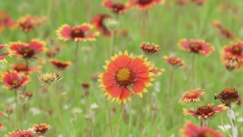 Indian Blanket flower, a native wildflower, blooming on a sunny summer meadow