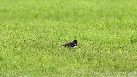 Eurasian oystercatcher (Haematopus ostralegus) during his migration to the south on a meadow in Austria.