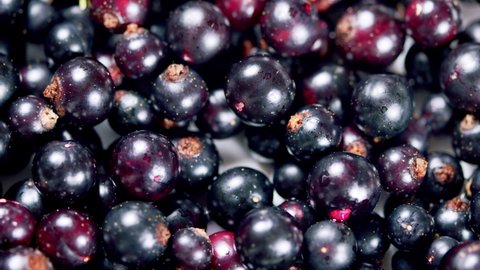 Details of blackcurrant berries. Dark ripe berries. Food background.