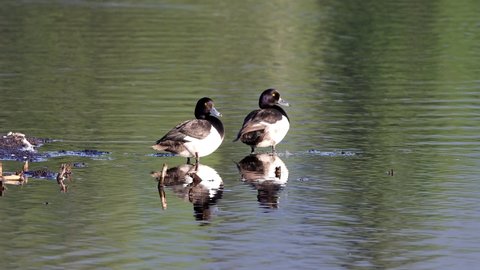 Two tufted ducks (Aythya fuligula) on a lake in Austria