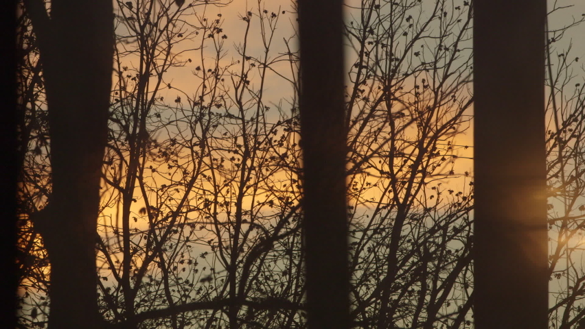 Sunset in Tornillo, Texas showing silhouetted tree branches against a pink and gold sky.  A beautiful scene in this rural border-town near the Texas and Mexico border.