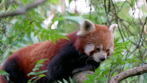 Close up of sweet red panda bear cat resting on branch of tree and cleaning paws