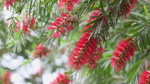 Cinematic shot on a summer breezy day, close up to the swaying exotic red Callistemon Rigidus bush, commonly known as Stiff Bottlebrush against bright blurred bokeh background.