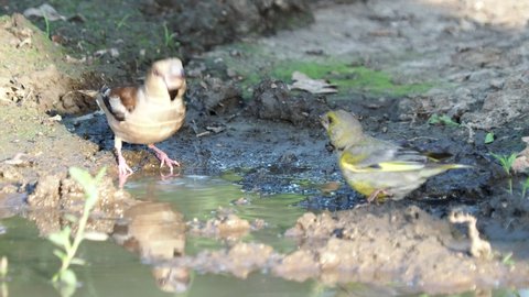 Hawfinch and greenfinch birds drinking water 