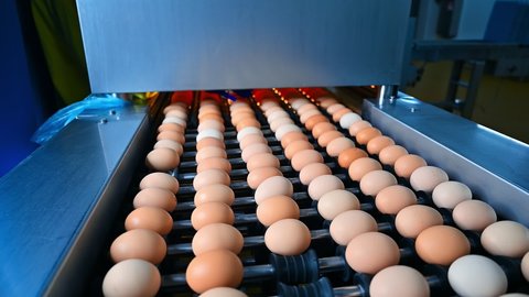 Conveyor line with eggs in action. Agriculture technology for eggs production inside the poultry factory. Industrial equipment on a chicken farm.