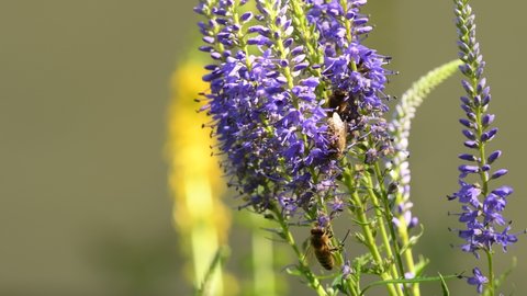 bee on a flower of a Veronica