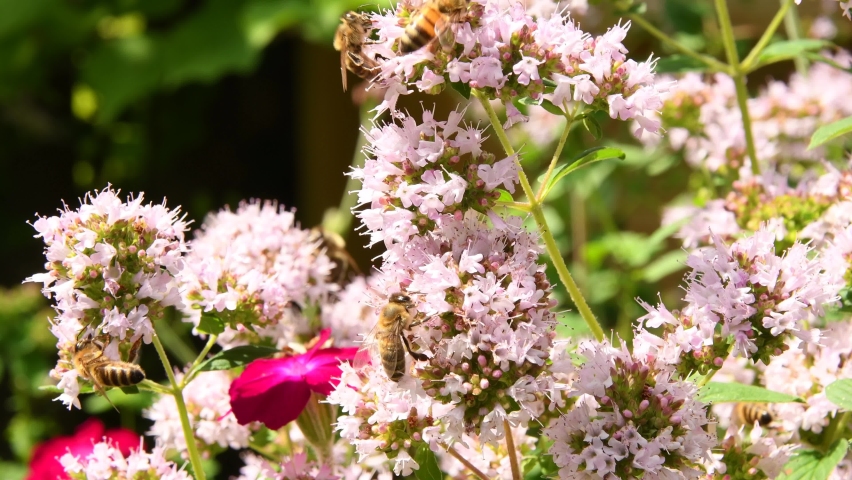 Bee on flower of wild Oregano in Germany | Shutterstock HD Video #1076872310