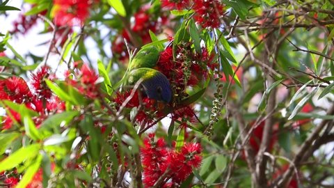 Rainbow Lorikeet feeding in a native Australian bottle brush tree in a Suburban Sydney Park NSW Australia