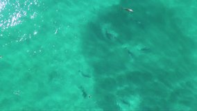 Dolphins feeding on a bait ball Byron Bay New South Wales far north coast  Australia drone video filmed in 4k lots of birds and sharks 
