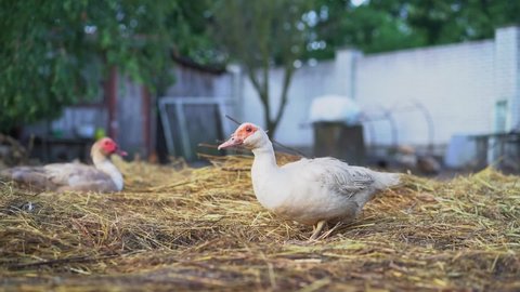 Farm animals. White muscovy duck female eating in hay. Cairina moschata. Selected focus.