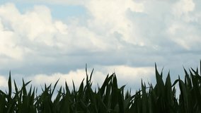 wind in a cornfield video