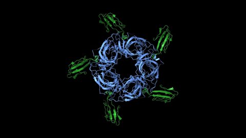 Crystal structure of the a-cobratoxin (green)-AChBP (blue) complex, animated 3D cartoon and Gaussian surface models, chain instance color scheme, based on PDB 1yi5, black background