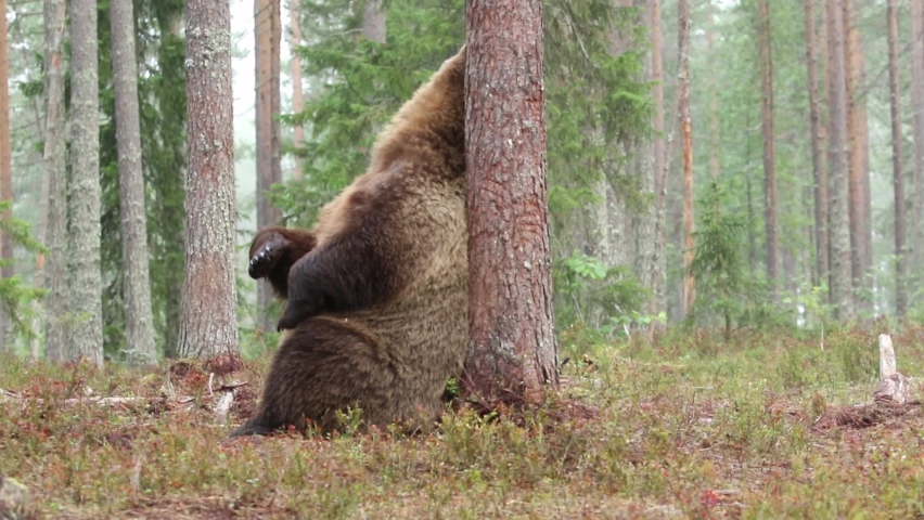 Large mammal, male brown bear (Ursus arctos) marking its territory by rubbing its back against tree in taiga forest in Finnish nature | Shutterstock HD Video #1076880707