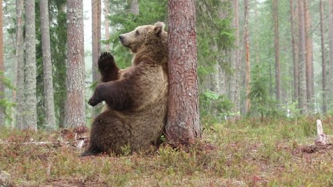 Large mammal, male brown bear (Ursus arctos) marking its territory by rubbing its back against tree in taiga forest in Finnish nature