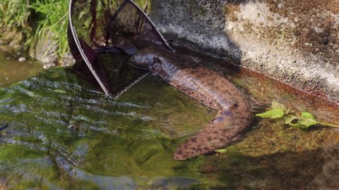The Japanese Giant Salamander stuck on concrete dam being rescued, Tottori Japan