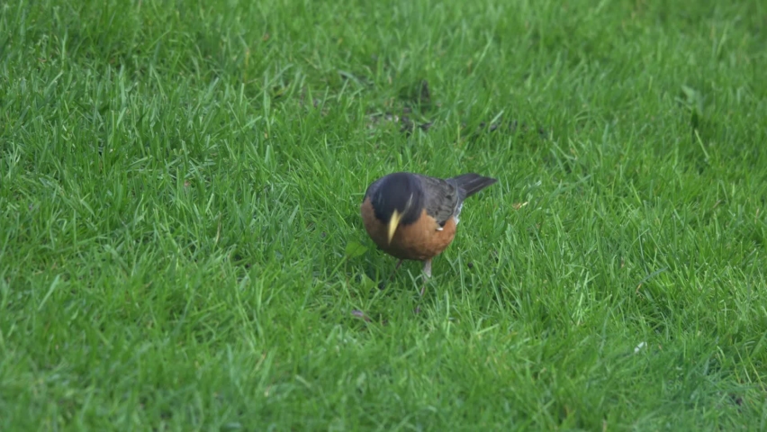 American Robin Bird Eats A Worm In Green Grass, Songbird Of North America And Canada