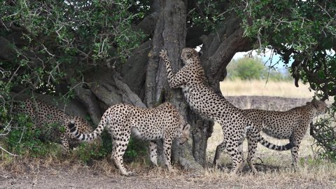 five Cheetah brothers Cheetah scratches tree, Masai Mara National Reserve, Kenya