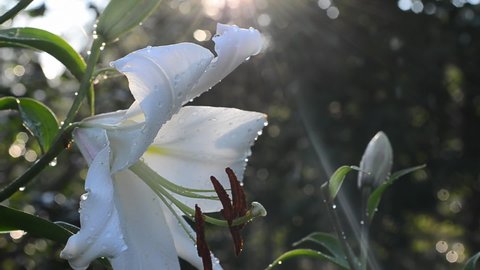 Blooming white lily in the garden under raindrops in backlight. Falling water drops on flowers