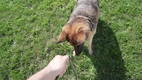 Point of view POV shot of playing tug of war with a beautiful german shepherd dog outside. The dog is trying to pull the cord.