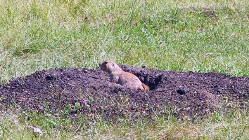 A prairie dog staying close to his burrow, in Custer State Park, South Dakota. You can hear the prairie dog squeaking.