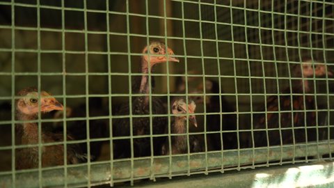 Turkey chicks are behind the bars of the zoo cage. Animal protection and care. Turkeys.