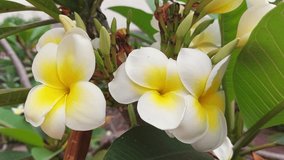 Plumeria rubra flowers blooming, with green leaves background, petals and leaves moving by wind